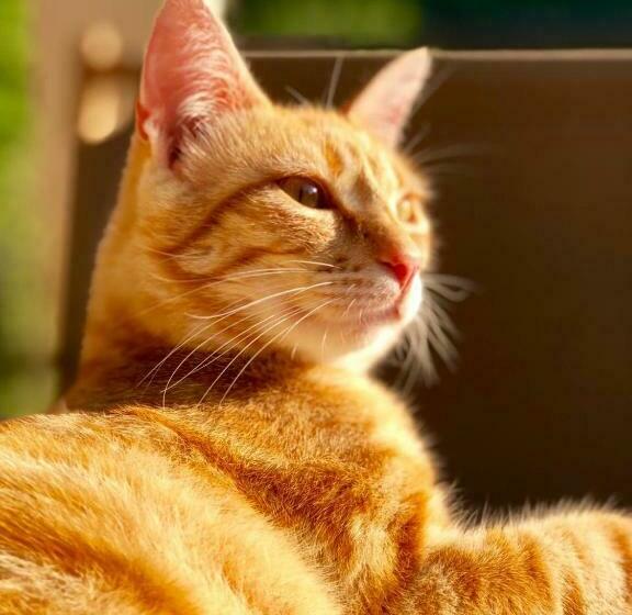 ベッドアンドブレックファースト Inlakesh