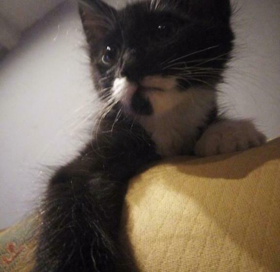 ベッドアンドブレックファースト Inlakesh