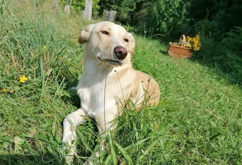 Aamiaismajoitus (B&B) Inlakesh