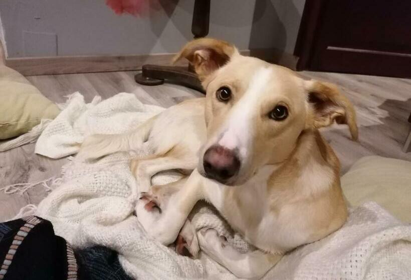 ベッドアンドブレックファースト Inlakesh