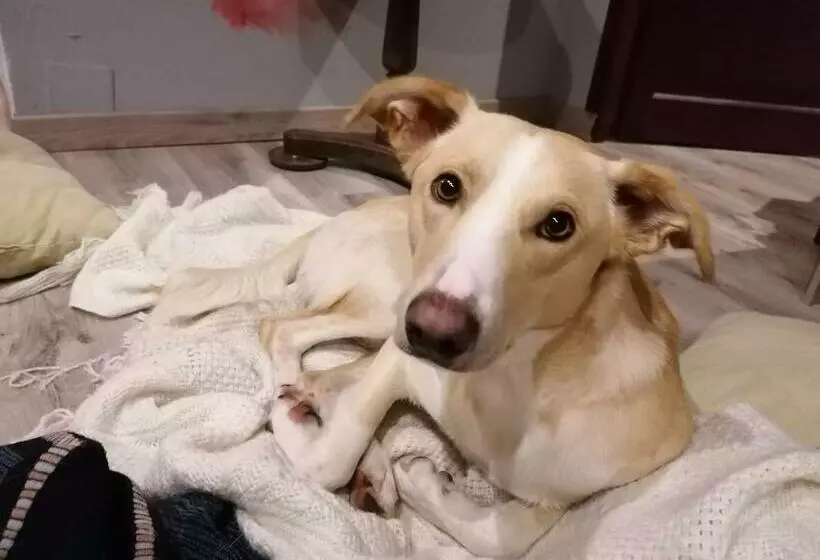 Aamiaismajoitus (B&B) Inlakesh