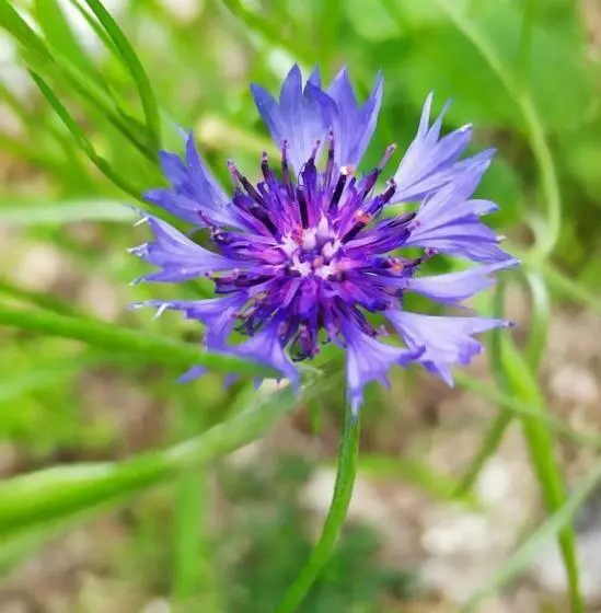 Aamiaismajoitus (B&B) Inlakesh