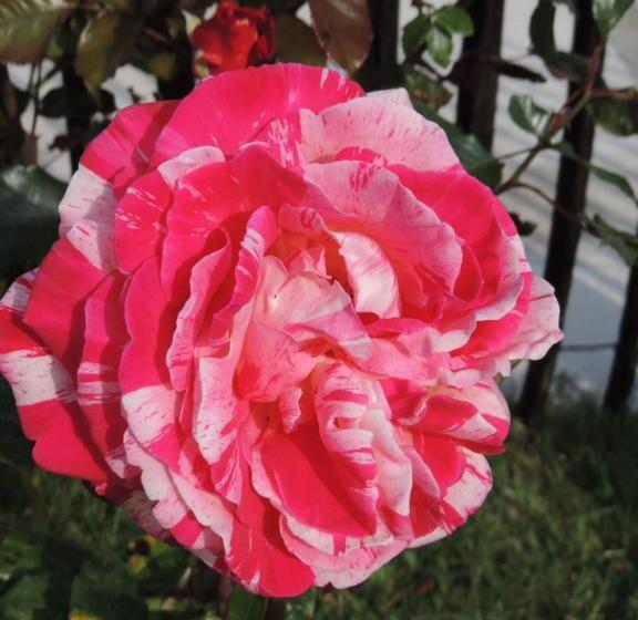 ベッドアンドブレックファースト Laubertière