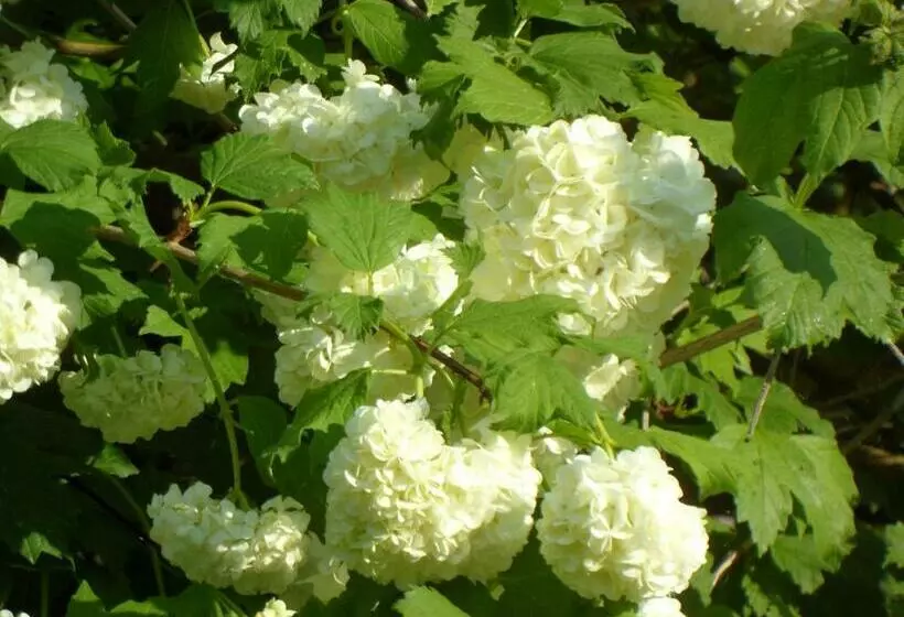 Aamiaismajoitus (B&B) U Campana