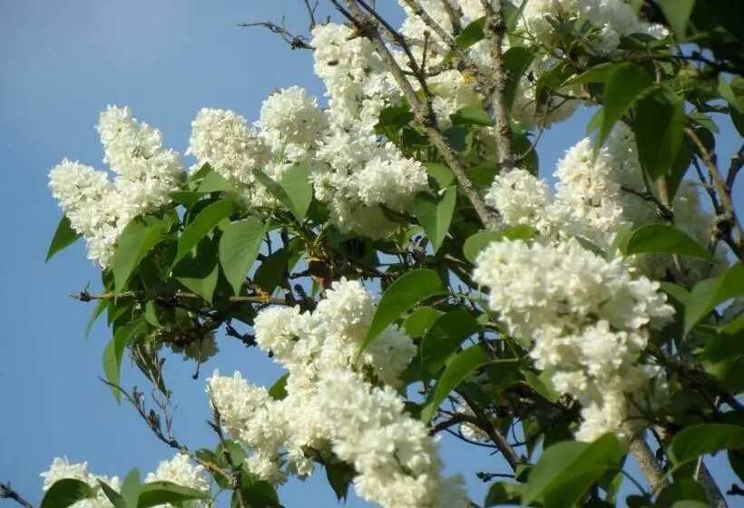 Aamiaismajoitus (B&B) U Campana