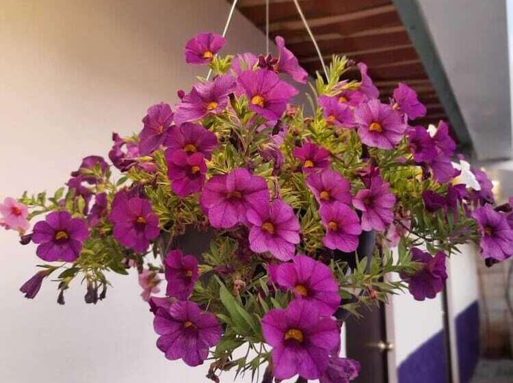 هاستل Cabaña Miroji