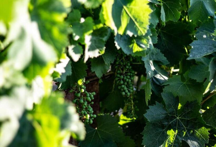 Bed and Breakfast The Vineyards