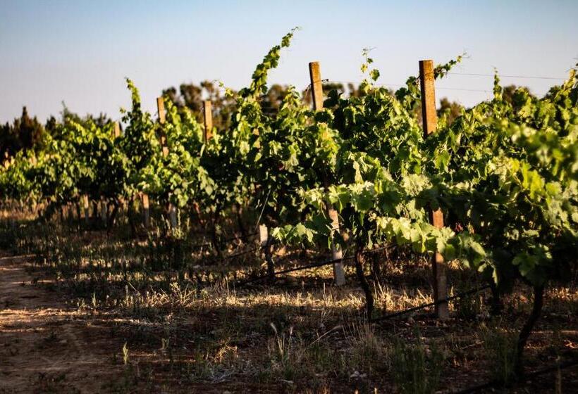 Bed and Breakfast The Vineyards