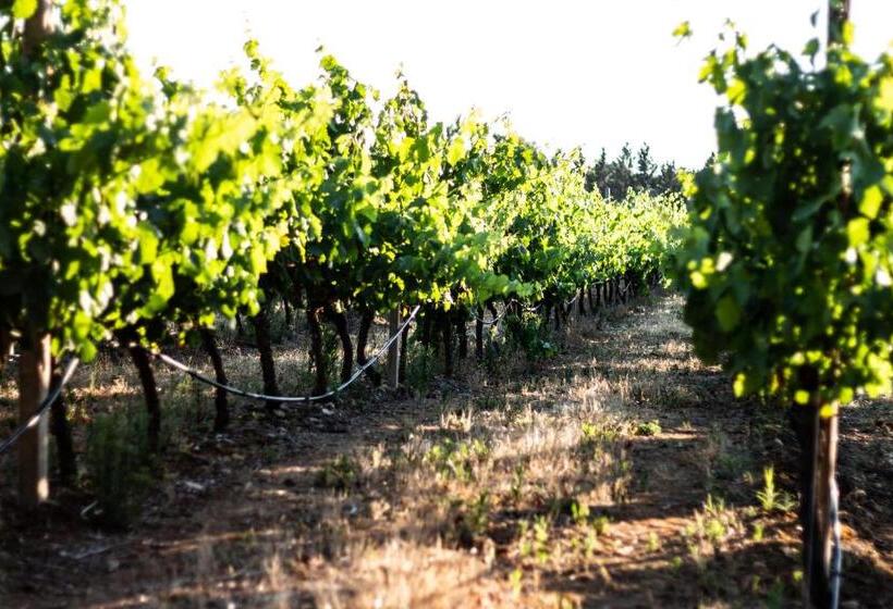 Bed and Breakfast The Vineyards