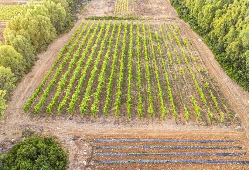 Bed and Breakfast The Vineyards