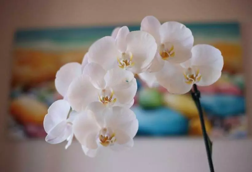 B&b Villa Orchidea