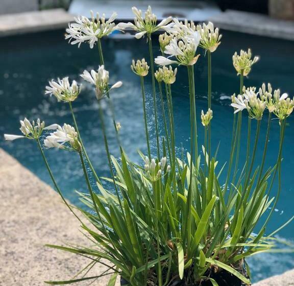 Bed and Breakfast La Maison Blanche Uzès