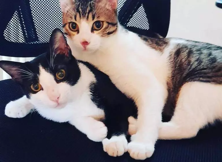 Home Suite Home Bed & Breakfast