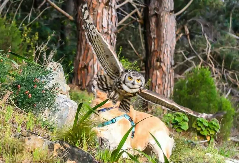 Majatalo Bayview Mountain Seafacing Cottages