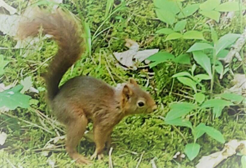 ベッドアンドブレックファースト Chambres De Monthéard