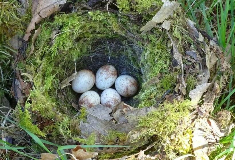 ベッドアンドブレックファースト Chambres De Monthéard