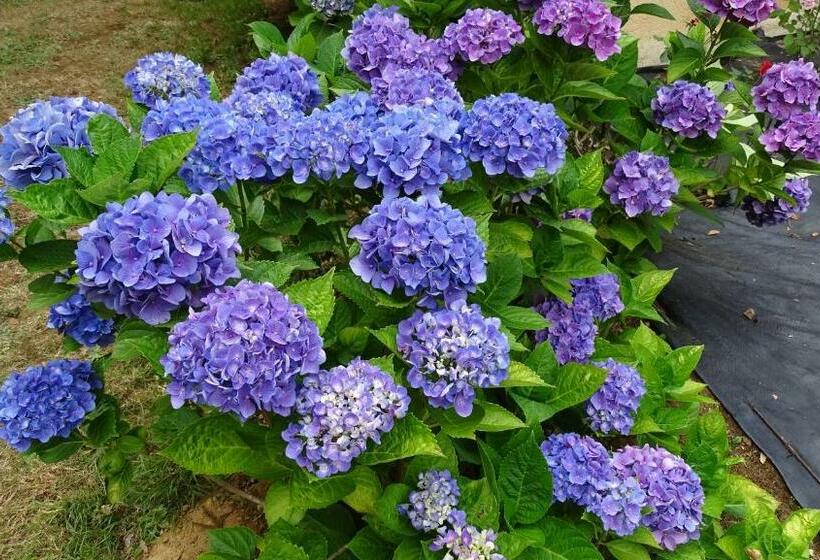 ベッドアンドブレックファースト Chambres De Monthéard