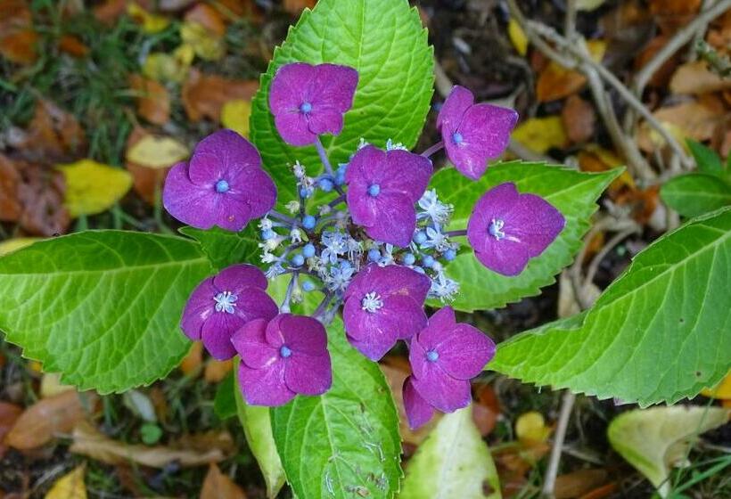 ベッドアンドブレックファースト Chambres De Monthéard