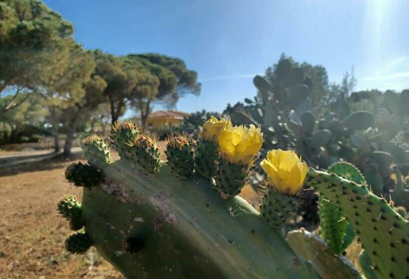 住宿加早餐  Turtle Island