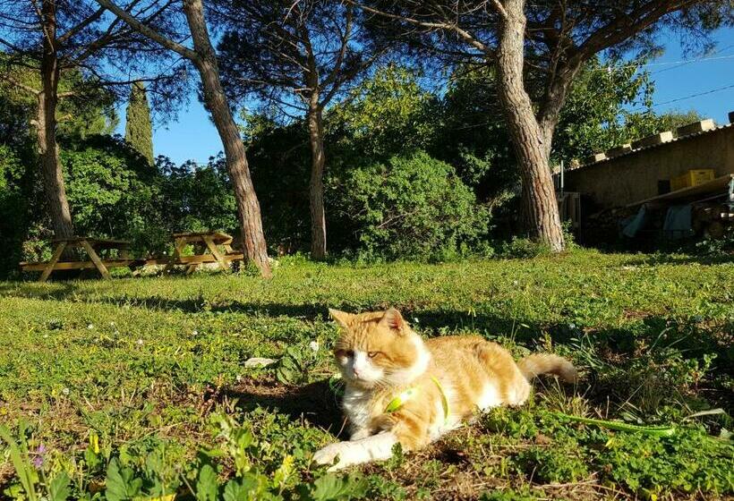 住宿加早餐  Turtle Island