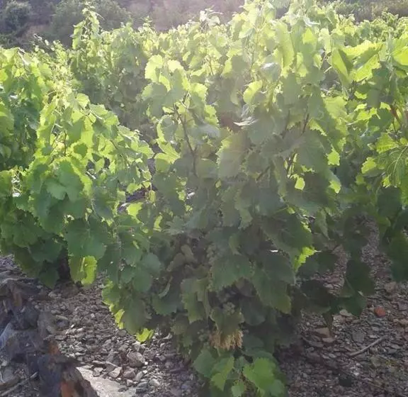 Face à La Mer Résidence Les Elmes