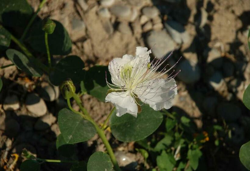 Bed and Breakfast Le Mas Du Caprier