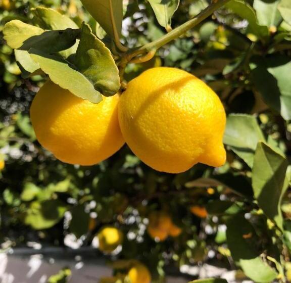 مبيت وإفطار Limonero Bnb