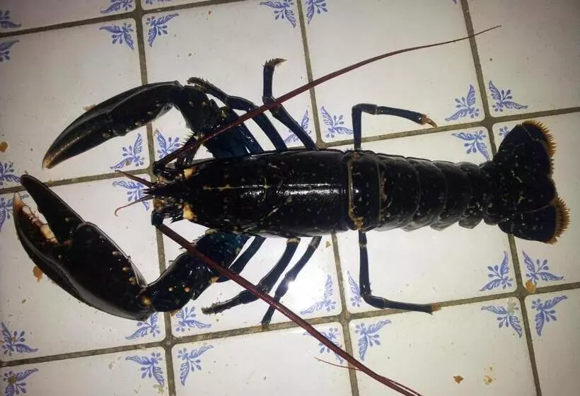 ペンション Chambre Spacieuse, Moderne Et Très Confortable à Perros Guirec