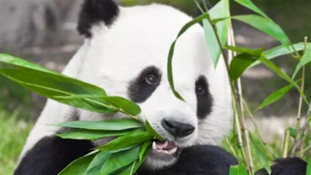 Aamiaismajoitus (B&B) Les Amandines