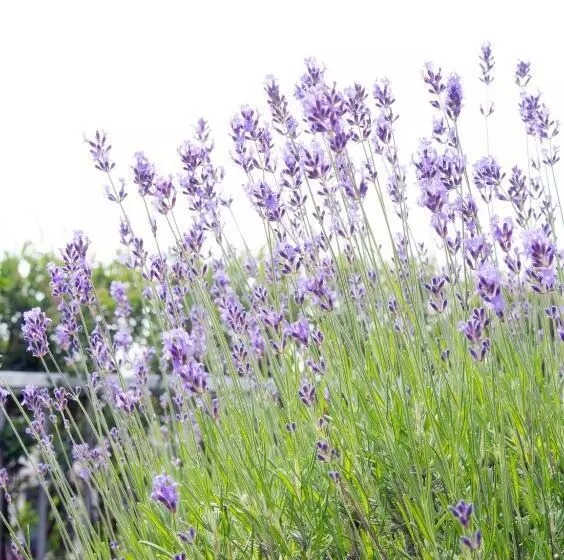 Bed and Breakfast Bb Museumquarter