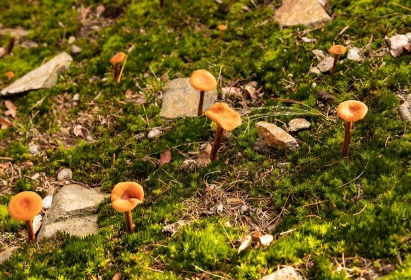 Bed and Breakfast Eco Resort Parco Botanico Fiorlago