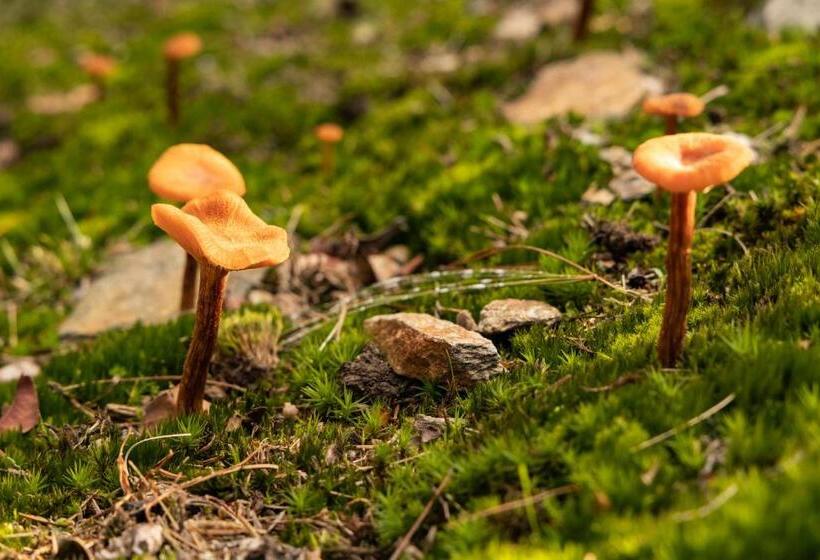 Bed and Breakfast Eco Resort Parco Botanico Fiorlago