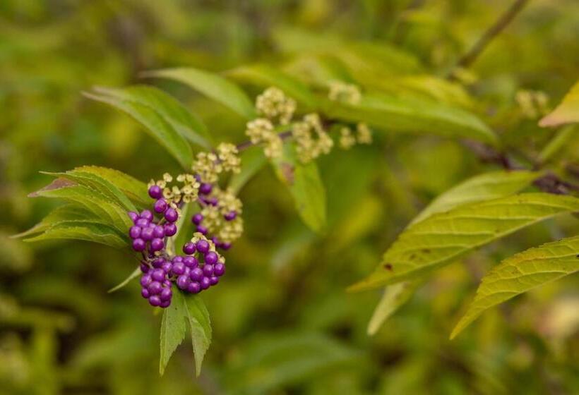 Bed and Breakfast Eco Resort Parco Botanico Fiorlago