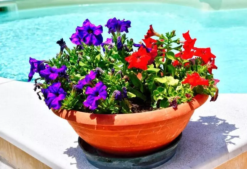 Aamiaismajoitus (B&B) Simo Amour