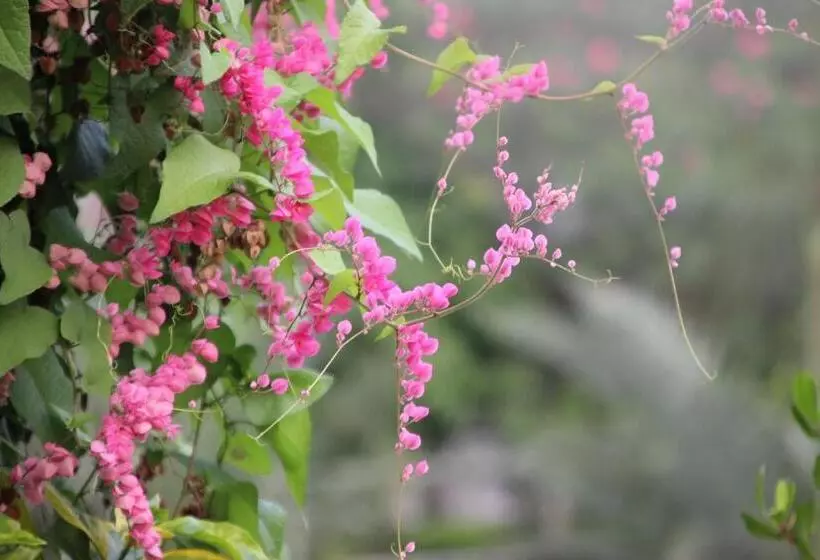 Majatalo Ban Ing Suan