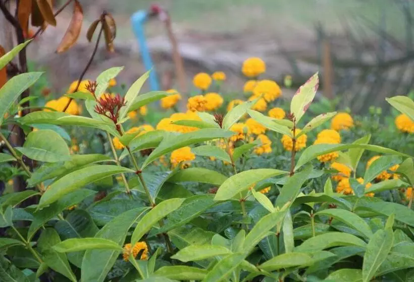 Majatalo Ban Ing Suan