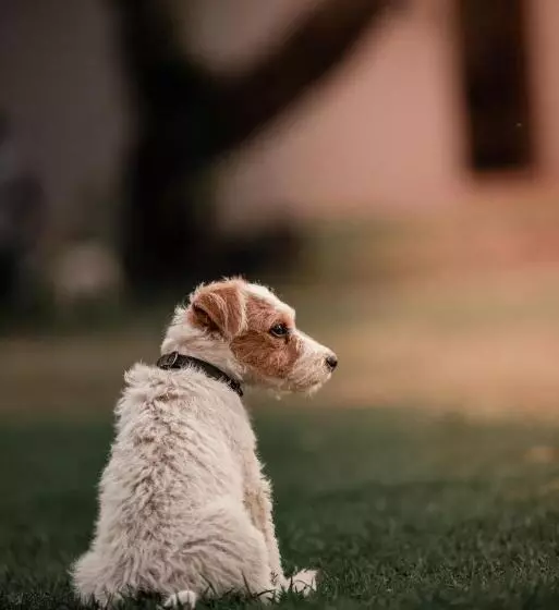 Majatalo The Goodland Cottages