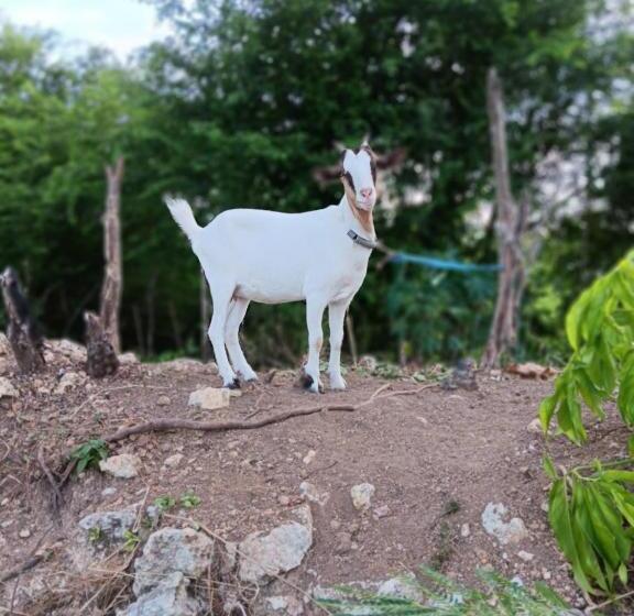 پانسیون Maison Du Soleil