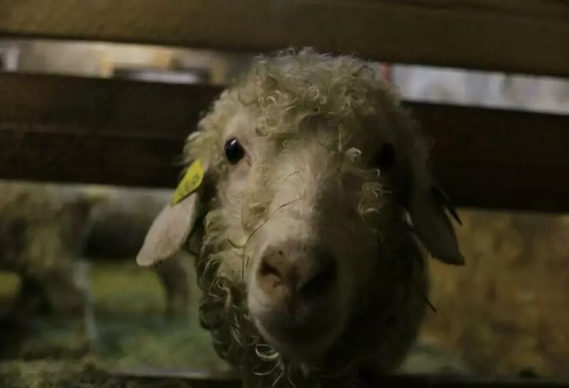 Majatalo La Ferme Sous Les Hiez