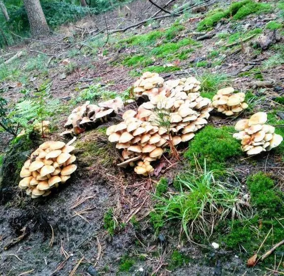 Aamiaismajoitus (B&B) Bed En   Of Zonder   Breakfast Putten