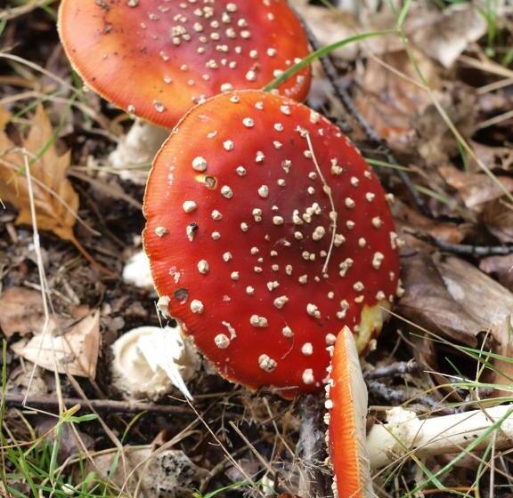 צימר Bed En   Of Zonder   Breakfast Putten