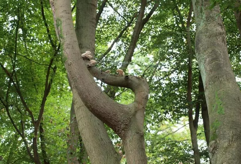 Aamiaismajoitus (B&B) Bed En   Of Zonder   Breakfast Putten