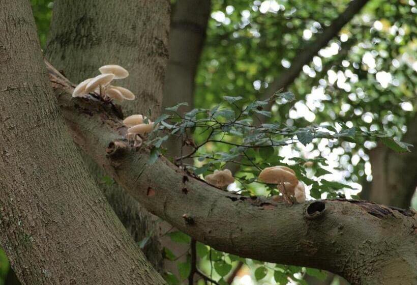 צימר Bed En   Of Zonder   Breakfast Putten