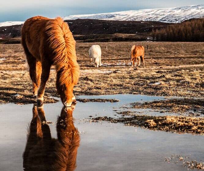 پانسیون Mjóanes Accommodation
