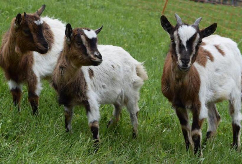 ホテル Hütterhof