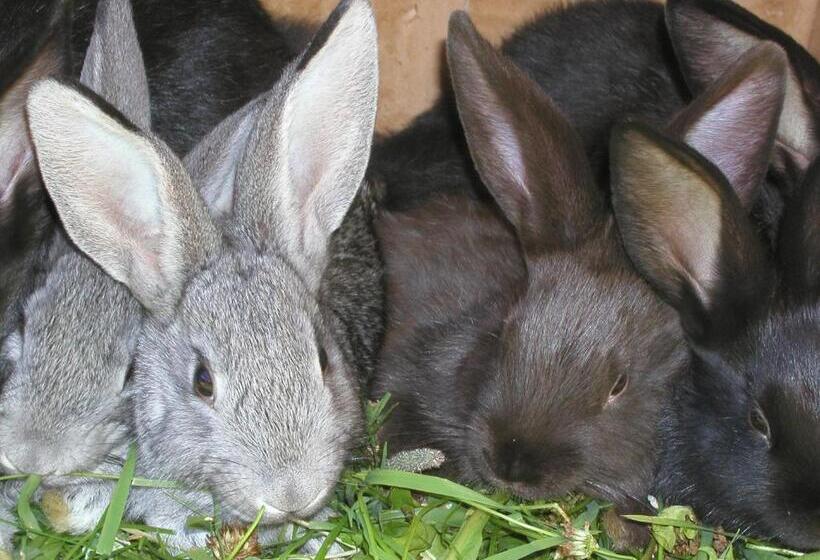 בית מלון כפרי Stifterhof