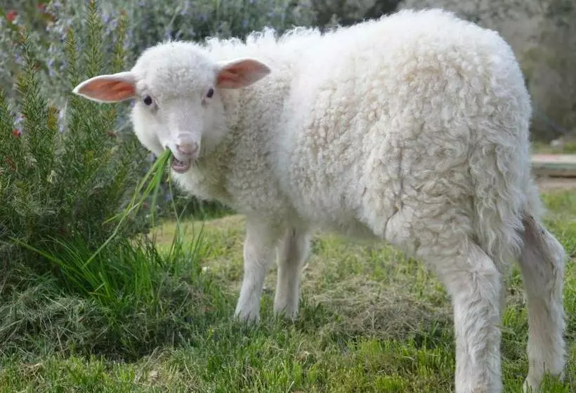 Majatalo Poggio Delle Capre