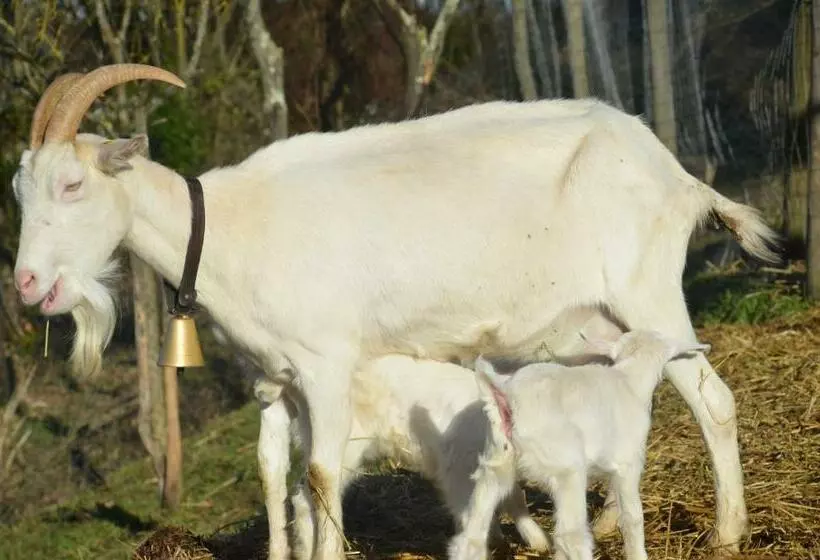 Majatalo Poggio Delle Capre