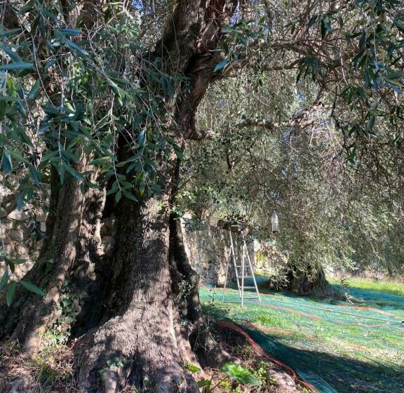 مبيت وإفطار Mas Giro