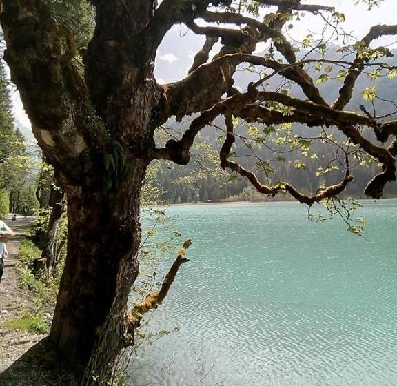 住宿加早餐  Pension Nachtviole